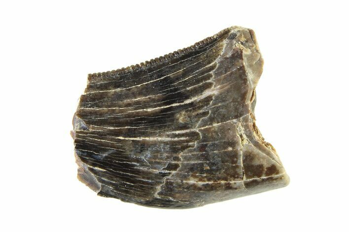 Partial Fossil Tyrannosaur (Nanotyrannus) Tooth - Montana #338720